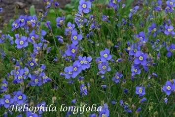 Heliophila longifolia